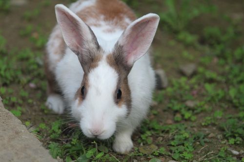 Free A cute brown and white rabbit sits in a lush green garden, looking curious. Stock Photo