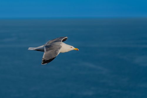 Free A stunning image of a seagull gracefully flying over a vast blue ocean, capturing serene beauty. Stock Photo