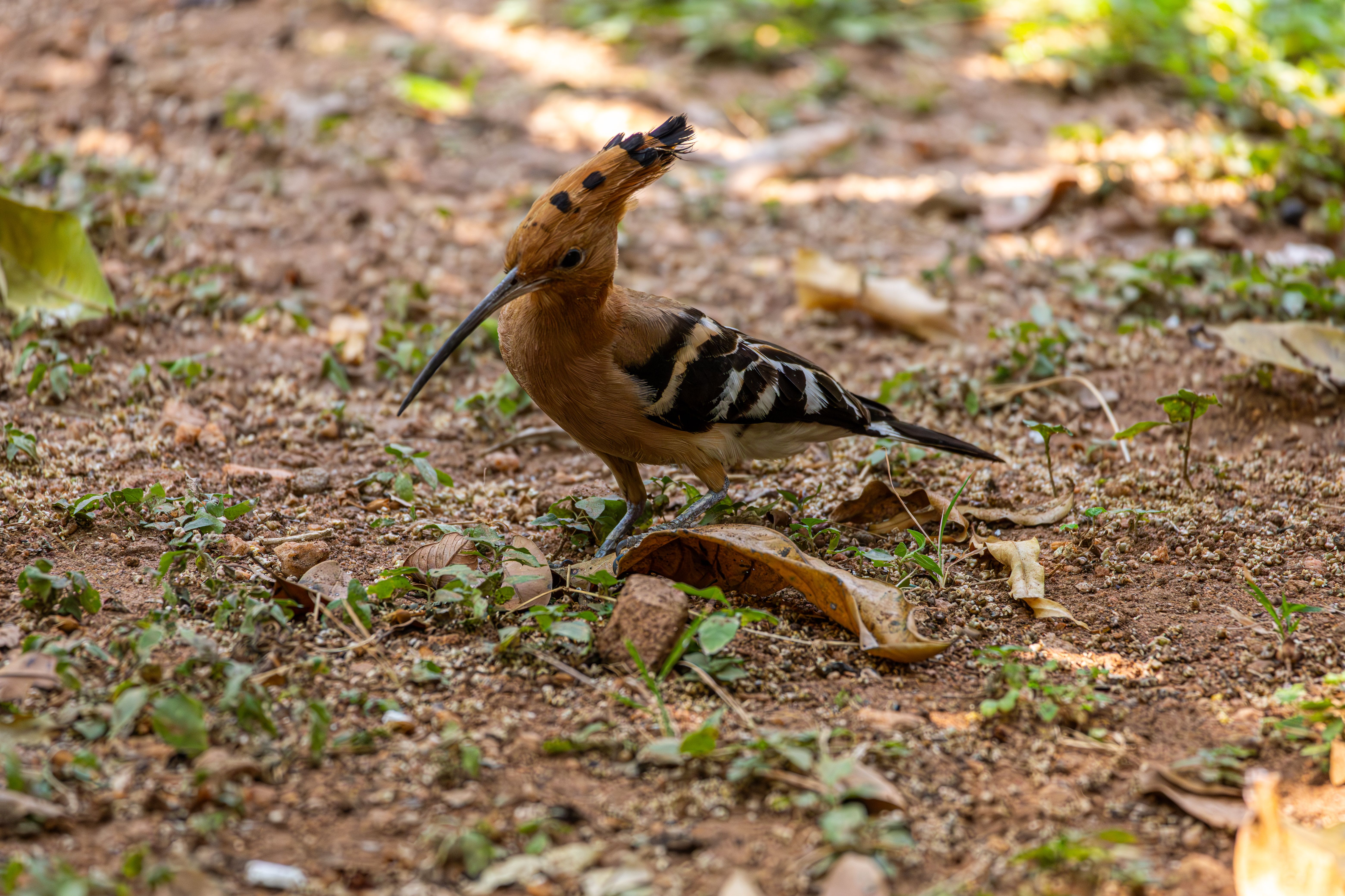 hoopoe bird symbolize