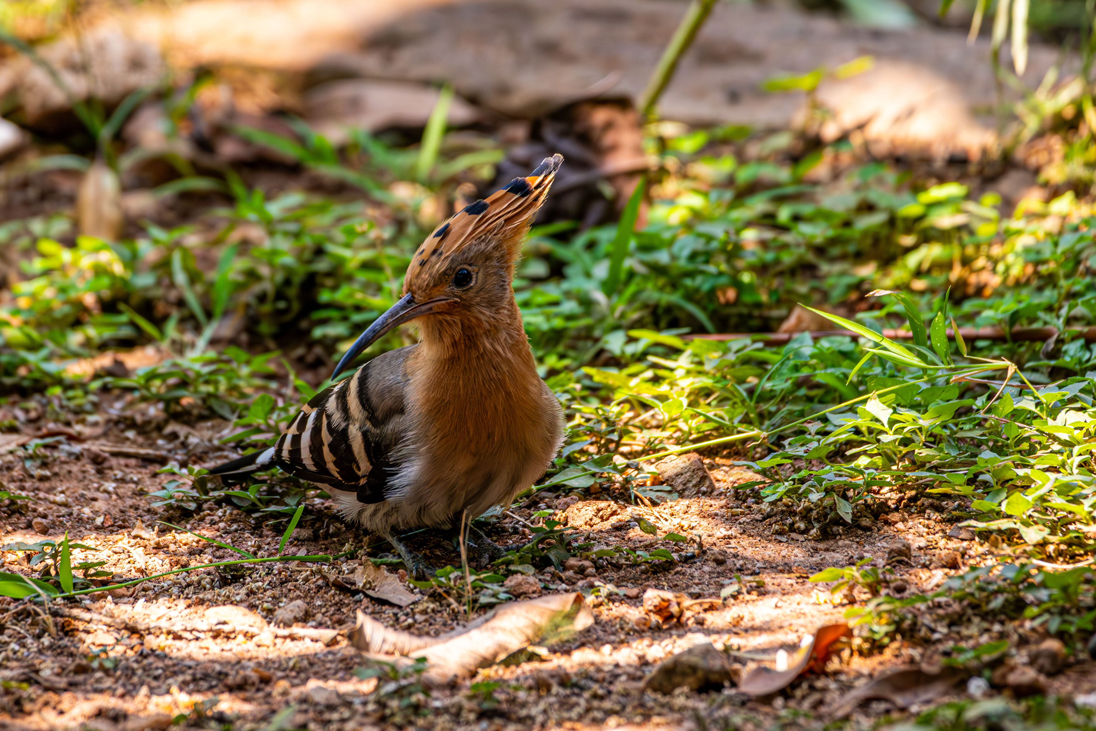 Captivating Hoopoe Bird in Natural Habitat · Free Stock Photo