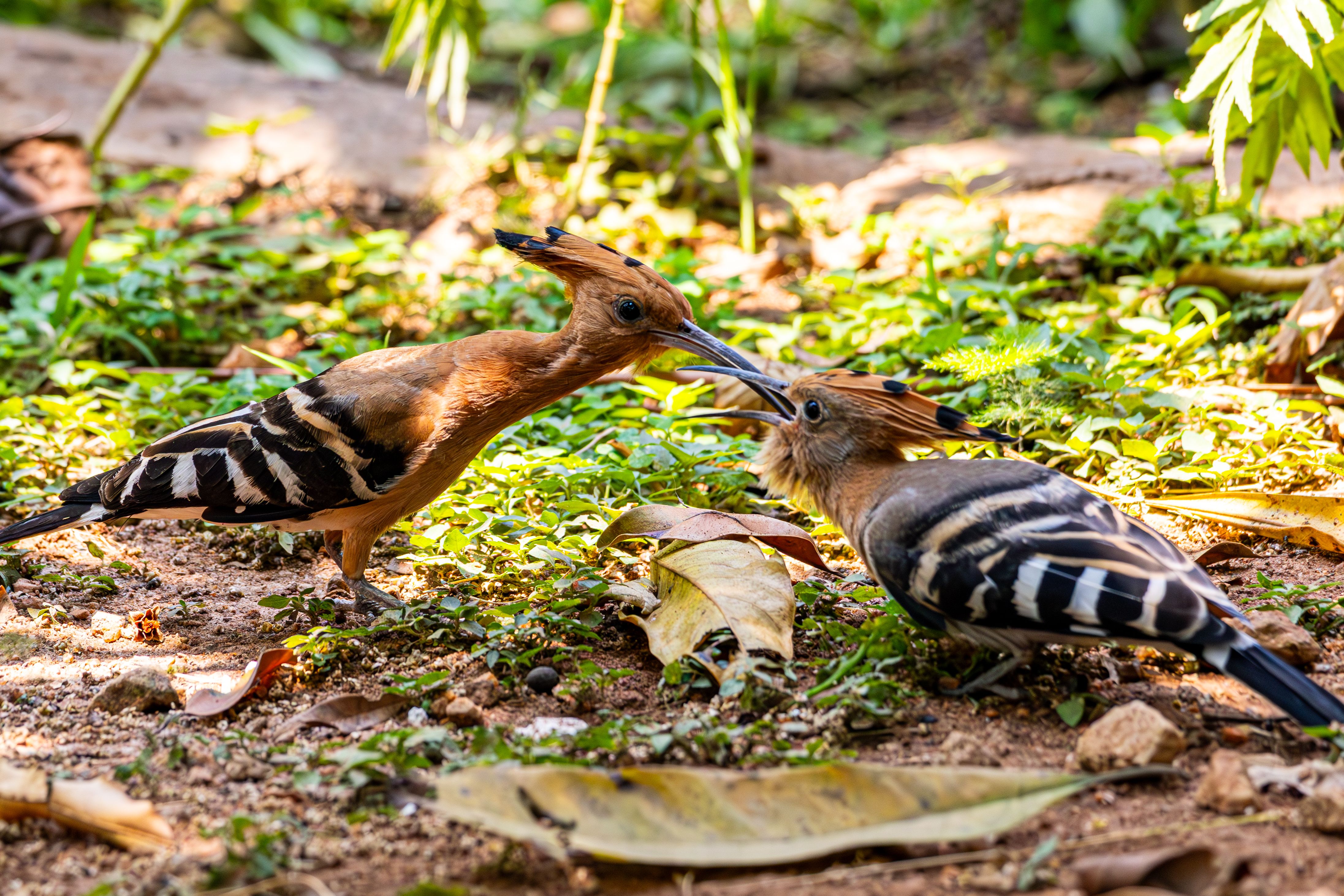 Two Eurasian Hoopoes Interacting on Ground · Free Stock Photo