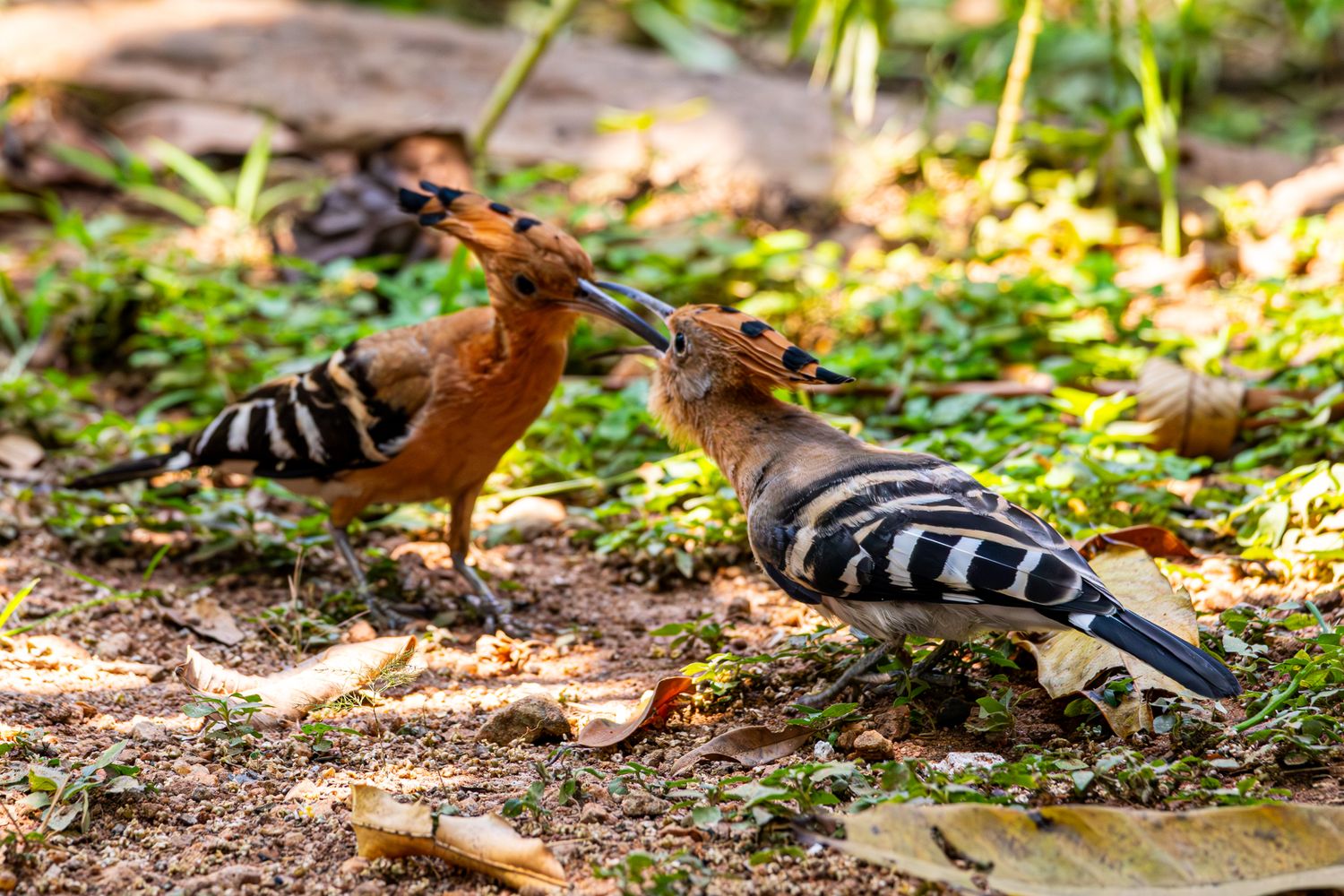 Playing Birds Photos, Download The BEST Free Playing Birds Stock Photos ...