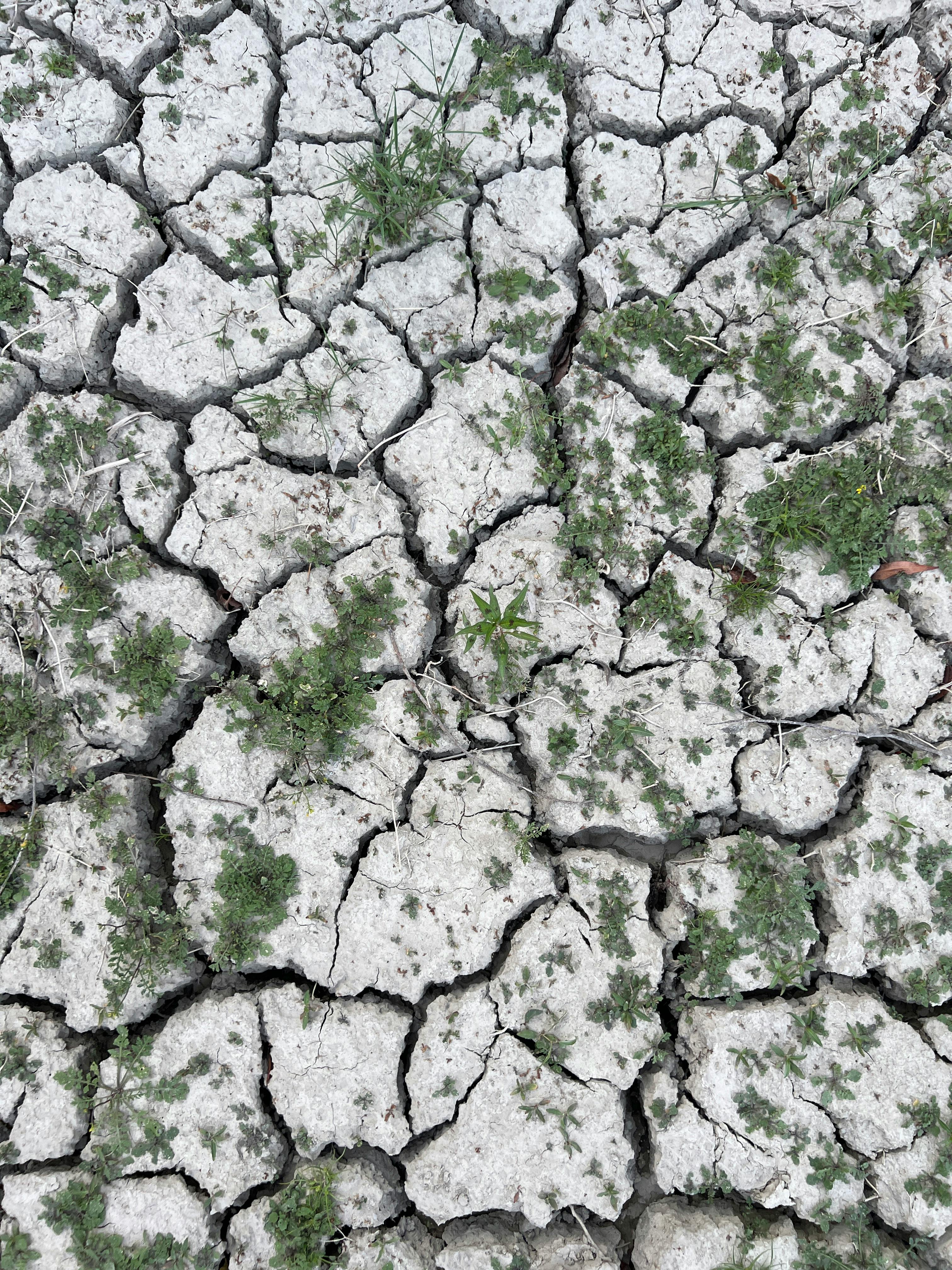 Dry, cracked earth surface with sparse patches of green vegetation growing in between.