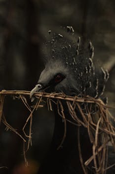 A Victoria Crowned Pigeon carrying nest material in its beak.
