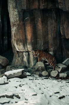 A tiger navigating a snowy, rocky landscape, showcasing its natural elegance.