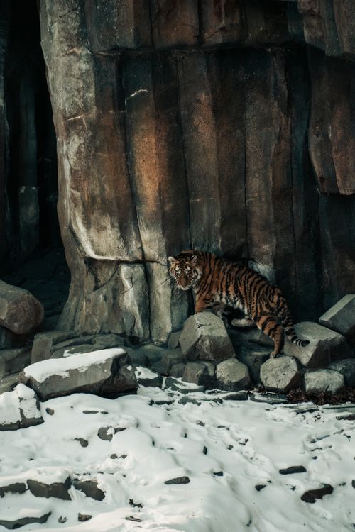 Free A tiger navigating a snowy, rocky landscape, showcasing its natural elegance. Stock Photo