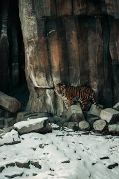 A Bengal tiger prowling in a snow-covered rocky landscape, showcasing its natural beauty.