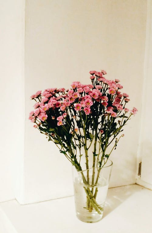 무료 투명 유리 꽃병에 핑크 꽃 스톡 사진
