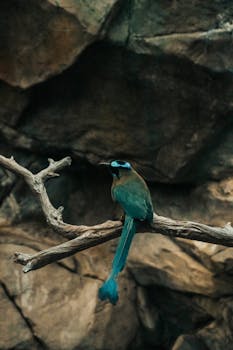 A vivid turquoise-browed motmot perched on a branch against a rocky background, showcasing its vibrant colors.