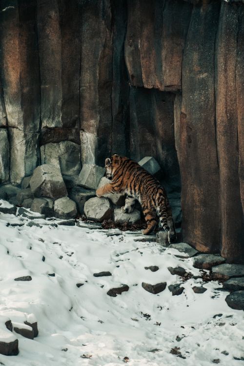Free A lone tiger stands on rocks in a snowy landscape, showcasing its natural habitat. Stock Photo