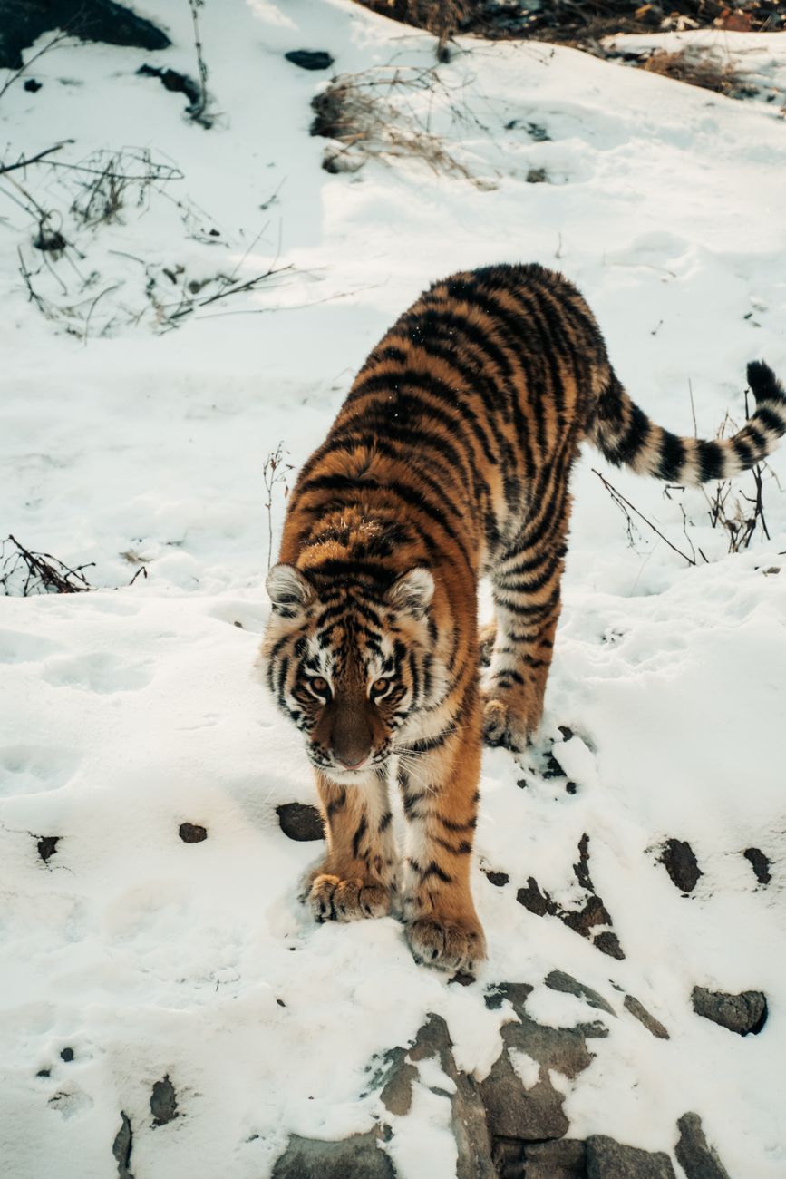 A Siberian tiger prowls through snowy terrain, capturing the essence of wild beauty.