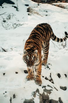 A Siberian tiger prowls through snowy terrain, capturing the essence of wild beauty.