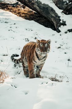 A tiger walks through the snow, exuding strength and grace in the wild.