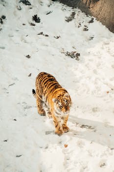 A powerful tiger strolling through a serene snowy landscape, showcasing winter wildlife beauty.