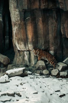 A striking tiger navigating a snowy, rocky landscape, showcasing the majestic wilderness.