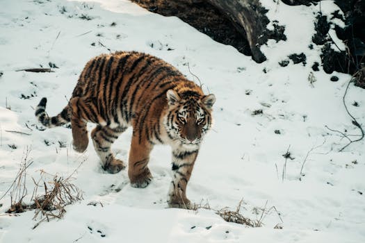 A Siberian tiger roams a snow-covered terrain, showcasing its natural beauty.