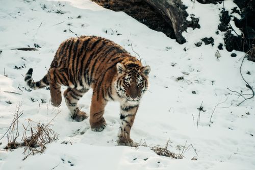 Free A Siberian tiger roams a snow-covered terrain, showcasing its natural beauty. Stock Photo