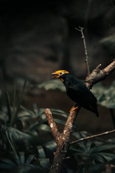 A striking black bird with a bright beak perched in a lush forest scene.