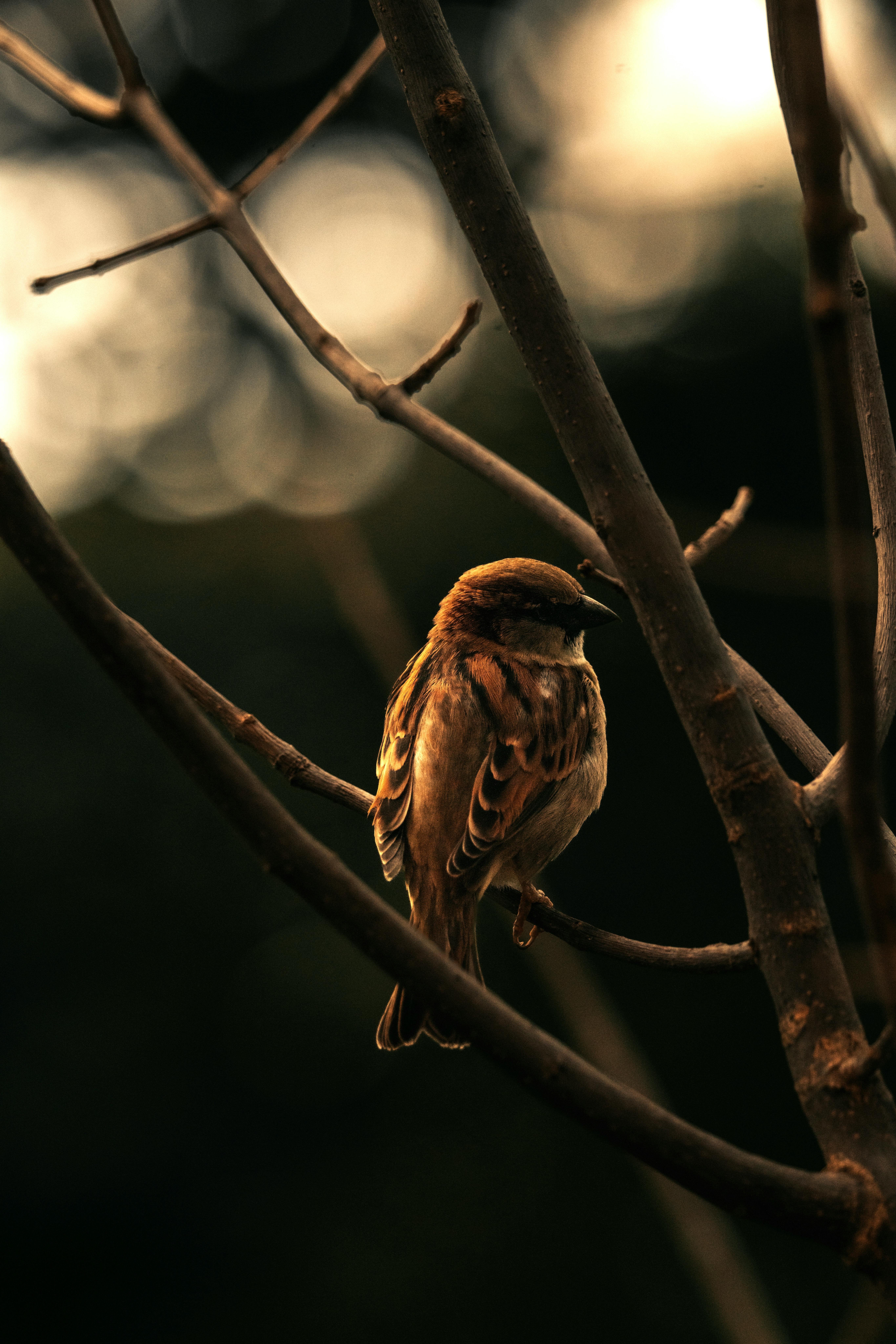 A sparrow sits on a bare tree branch, captured in warm lighting and shallow depth of field.