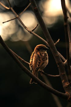 A sparrow sits on a bare tree branch, captured in warm lighting and shallow depth of field.
