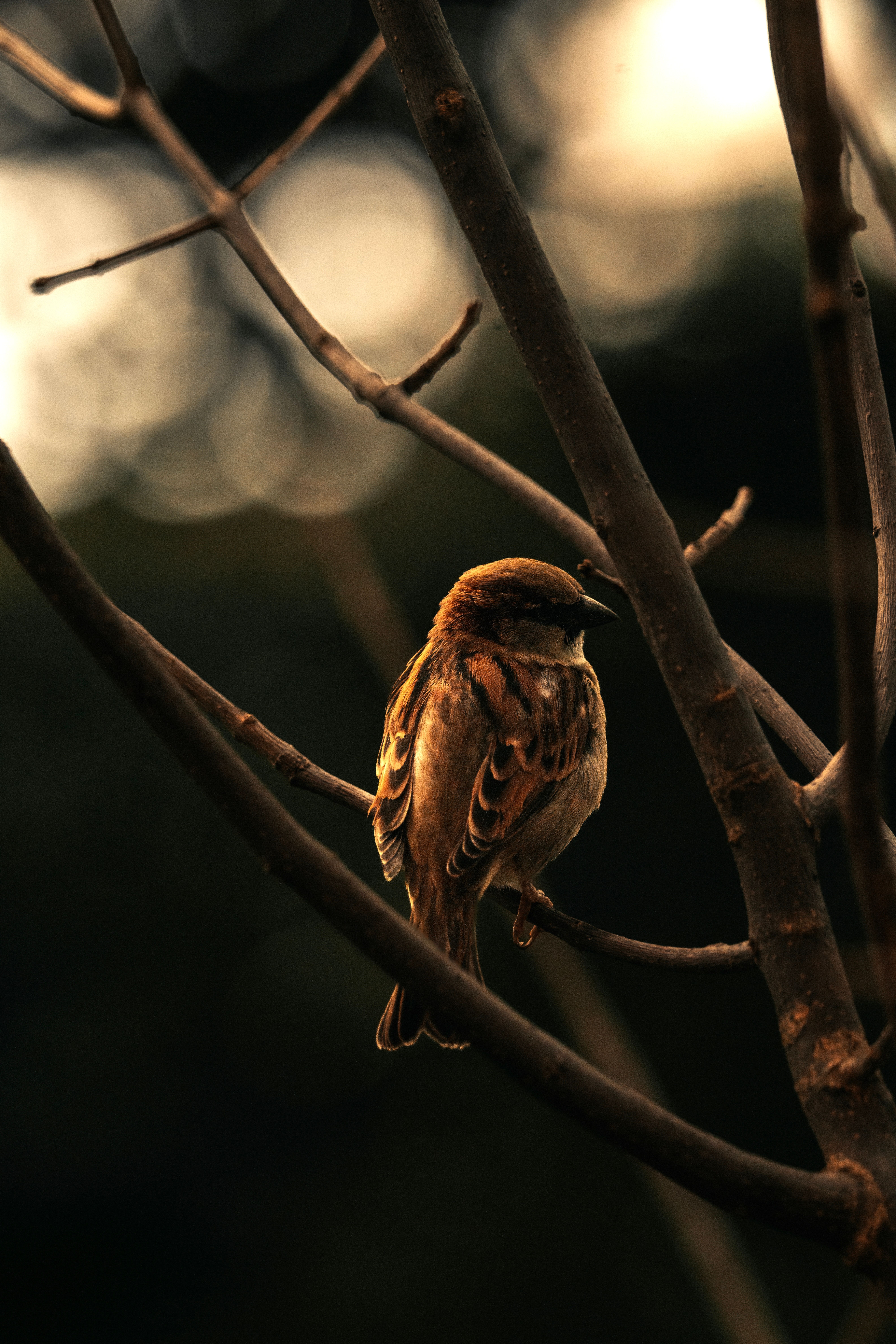 Nature Birds Pine Trees Depth Of Field Sparrows Wallpapers Hd