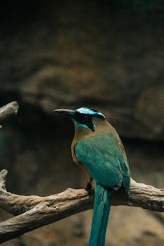 Vibrant motmot bird with striking blue and green plumage perched serenely on a branch.