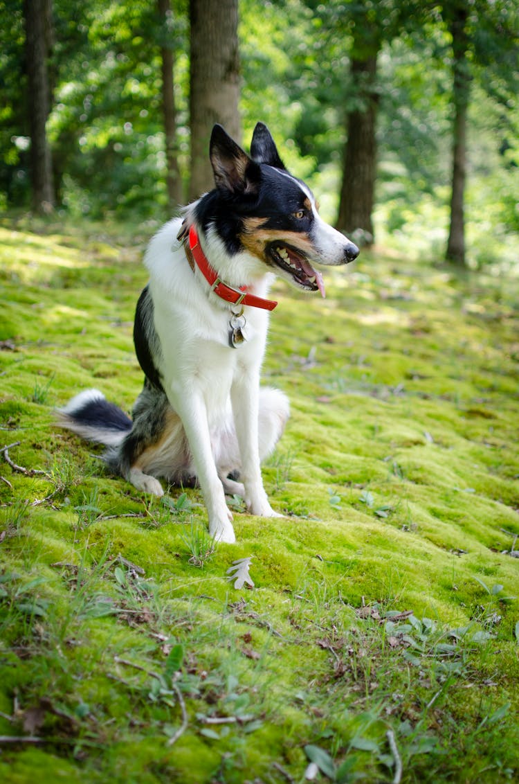 Dog Sitting On The Grass