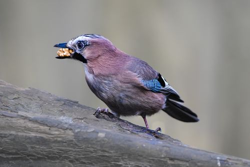 Free Close-up of Eurasian Jay with a nut on a forest tree branch. Stock Photo