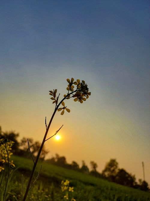 Free "Golden Hour Bloom: A Serene Sunset Silhouette" 🌿🌅 Stock Photo