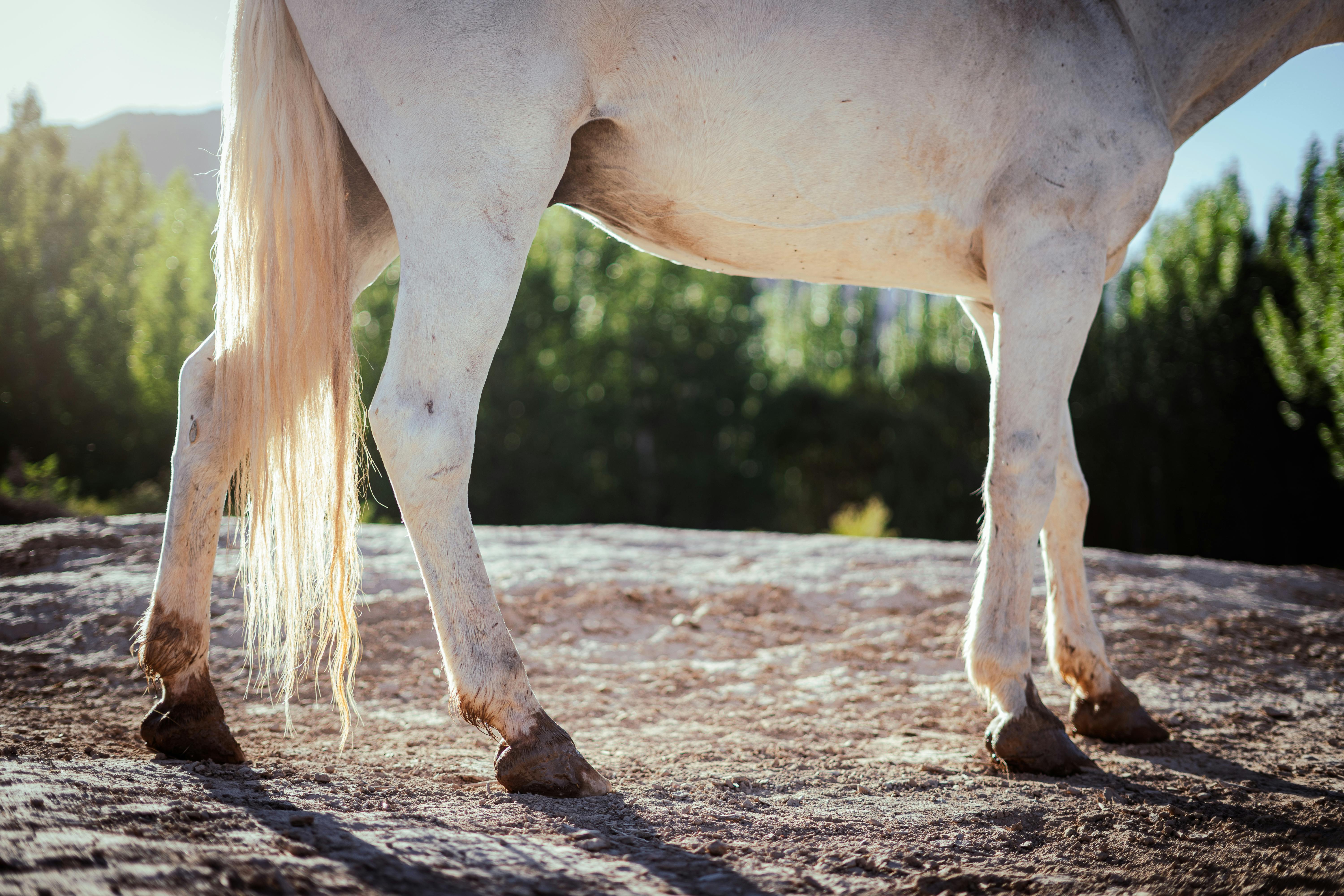 Close-up of a white horse in the countryside of Uspallata, Mendoza, Argentina.