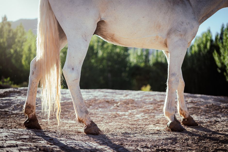 horse hoof flexibility exercises