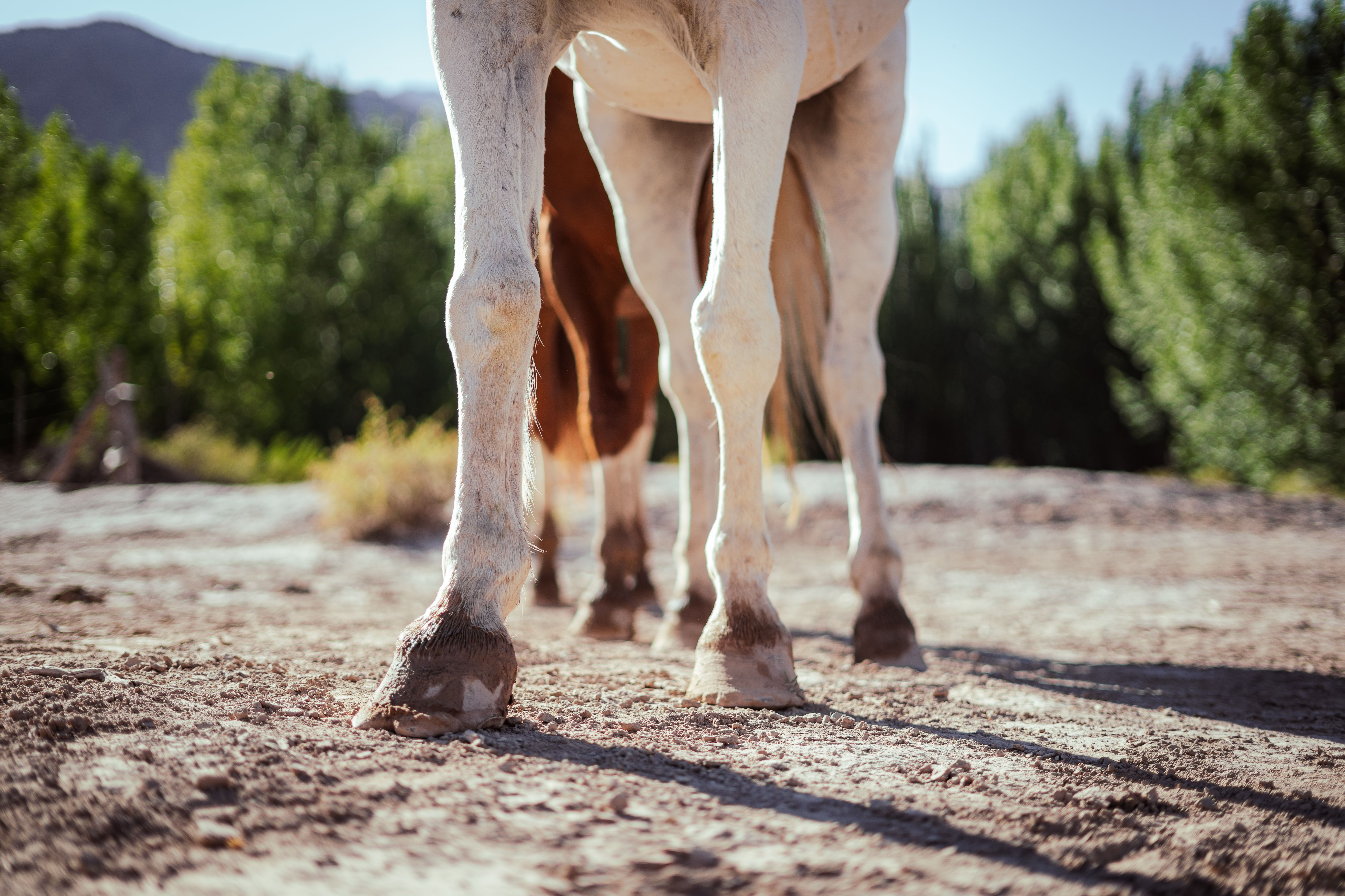 first aid for horse hoof injuries
