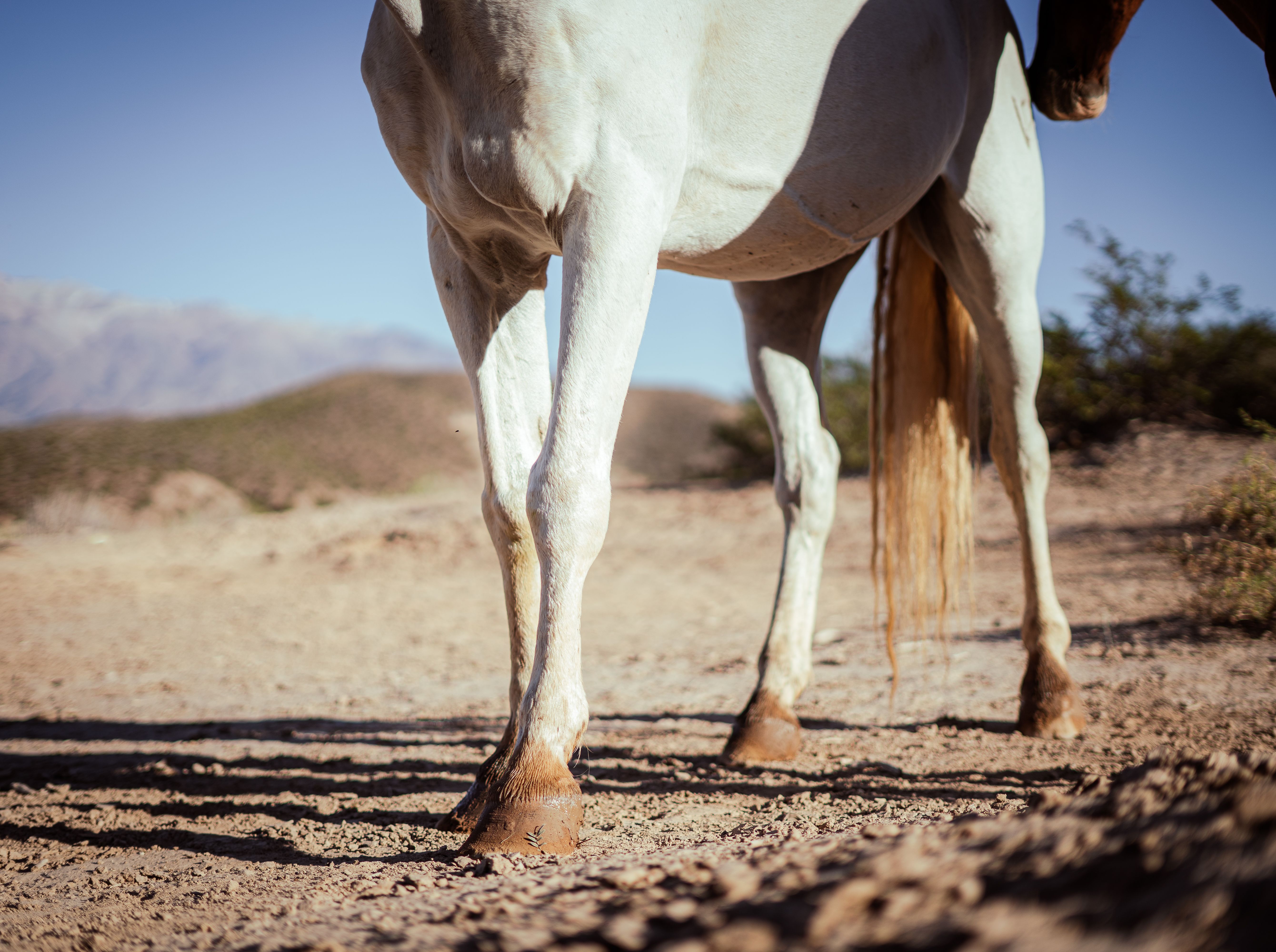 first aid for horse hoof injuries