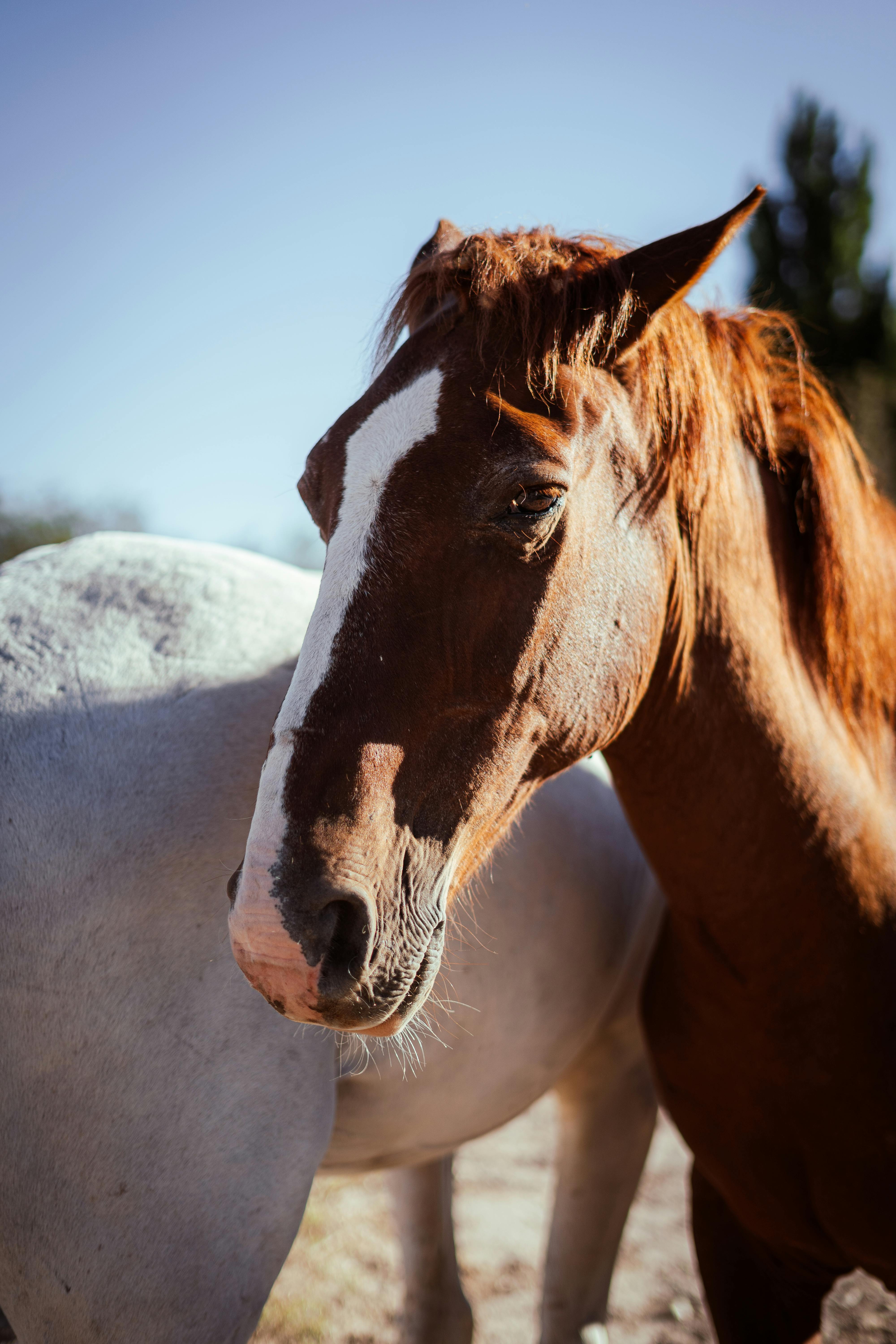 A Close-Up Shot of Brown Horses · Free Stock Photo