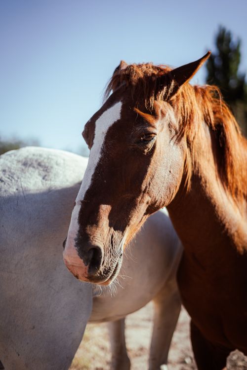Free Two horses in Uspallata, Mendoza, basking in sunlight. Perfect nature scene. Stock Photo