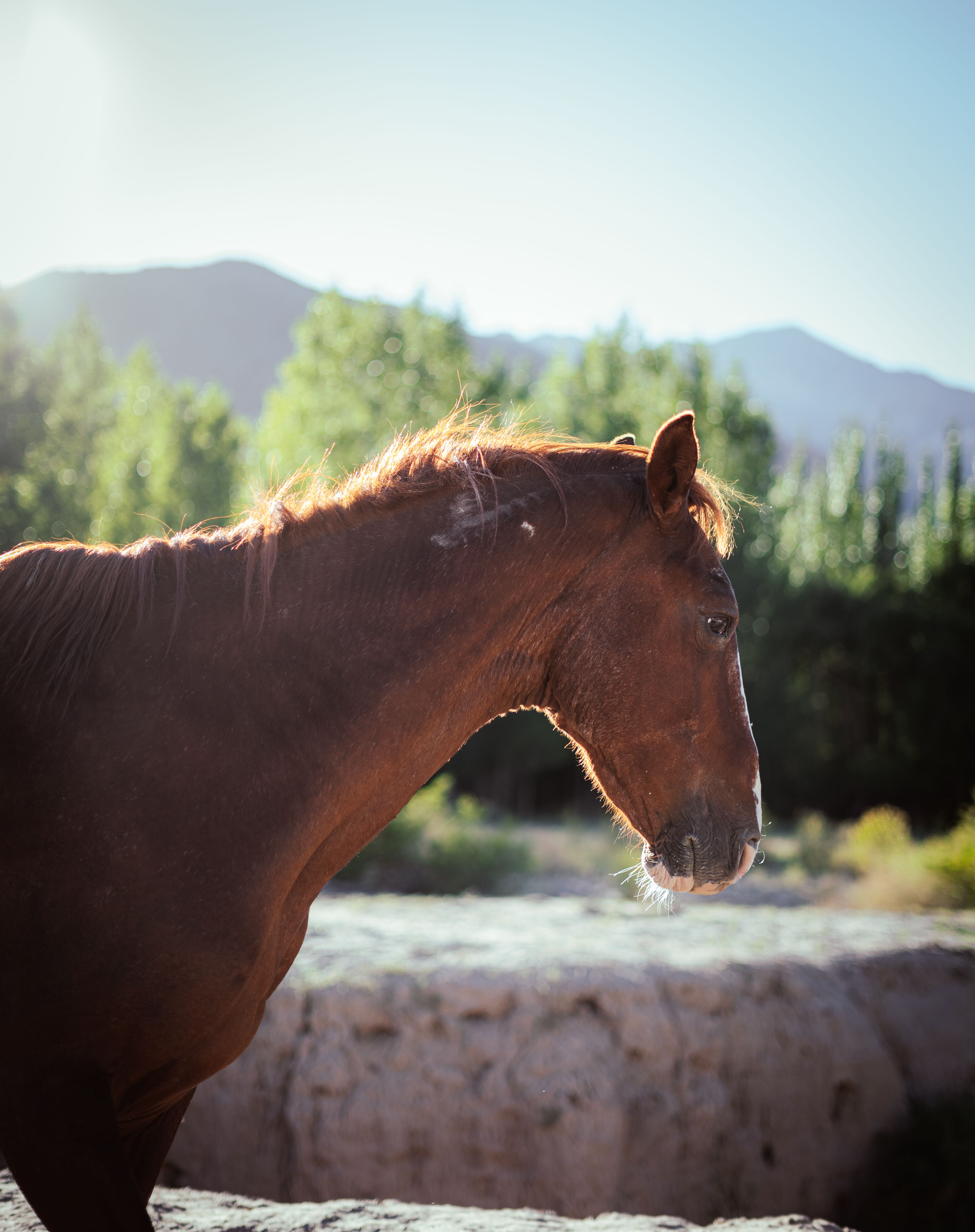 A serene brown horse stands before the lush backdrop of Uspallata, Mendoza, Argentina.