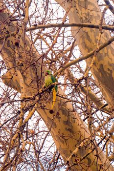 parrot photo
