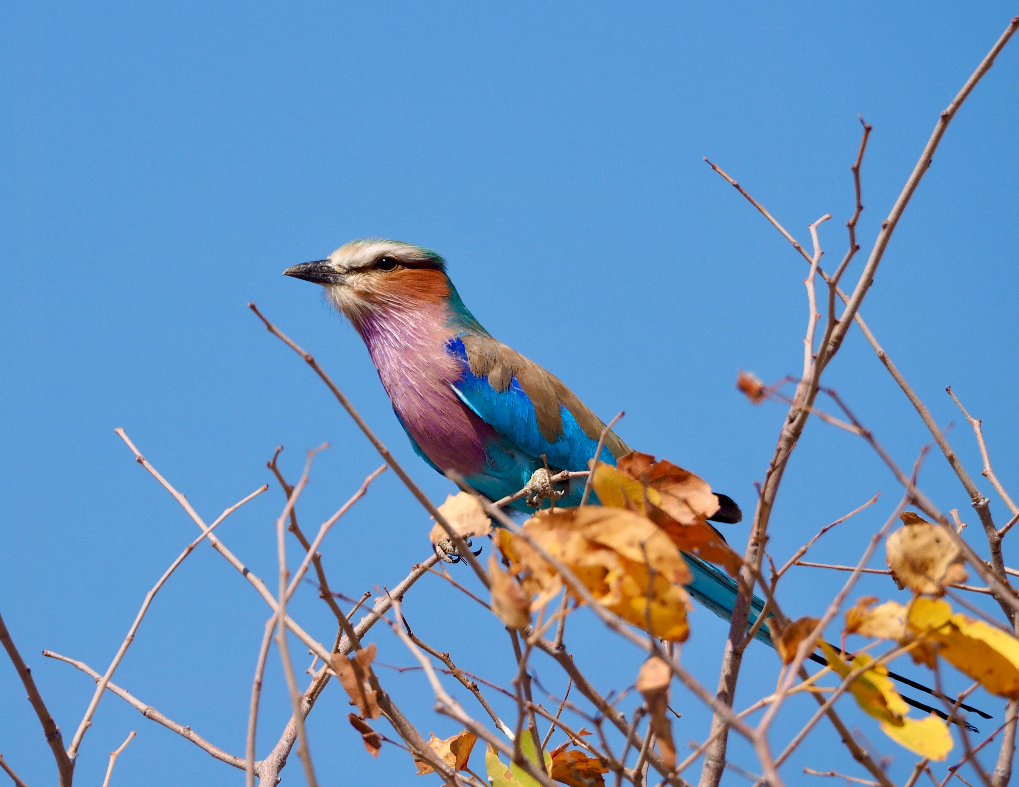 Lilac-breasted Roller