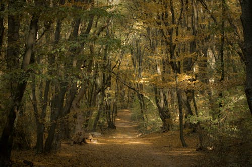 Gratis stockfoto met blad, bladeren, bomen