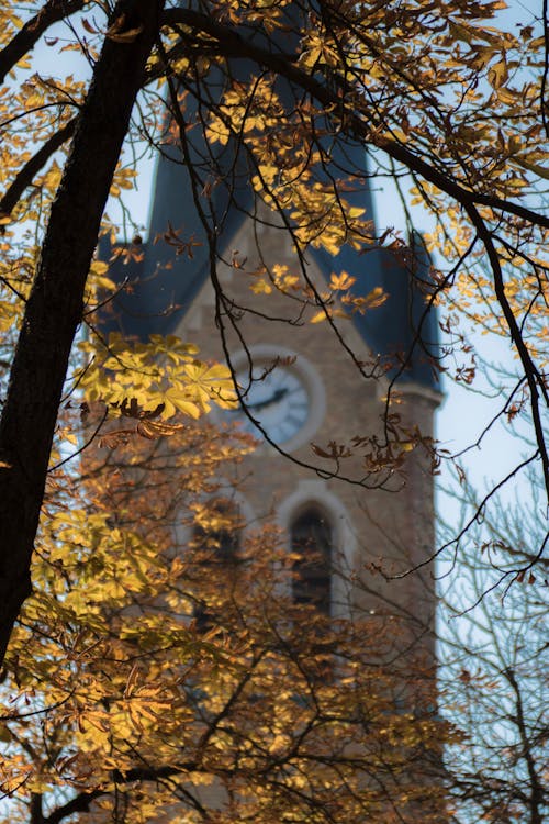 Free stock photo of autumn, church, coors light