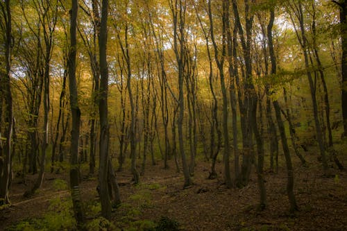 Gratis stockfoto met blad, bladeren, bomen