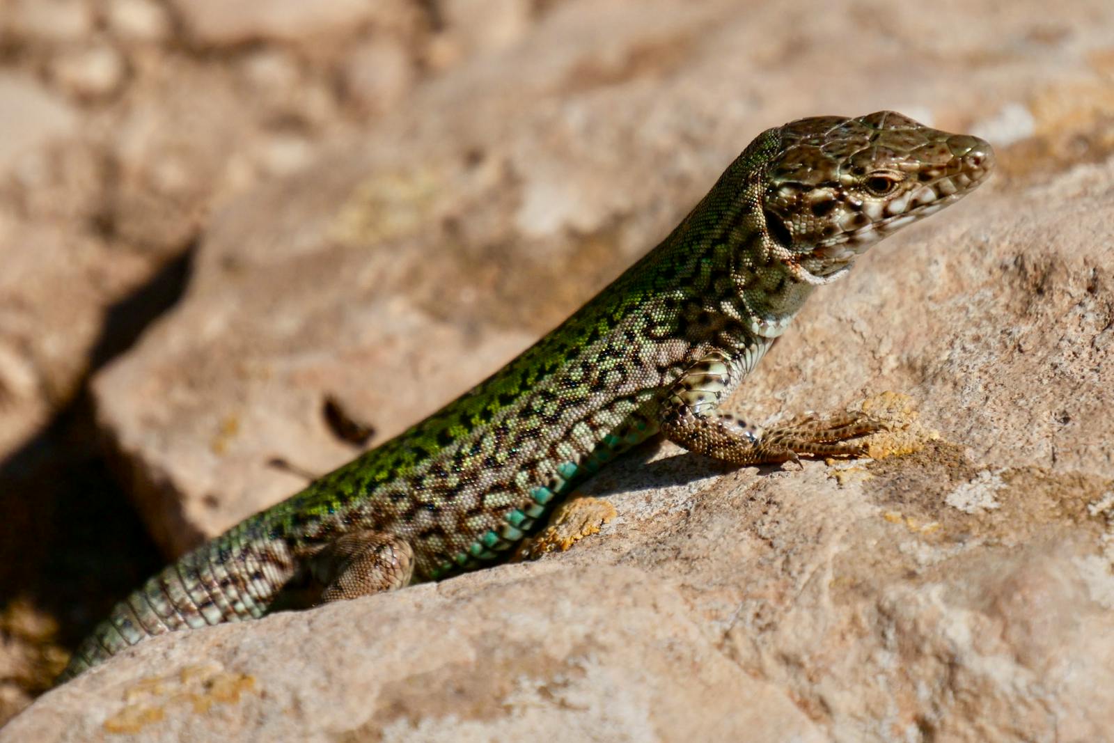 Animated Rock Photos, Download The BEST Free Animated Rock Stock Photos ...