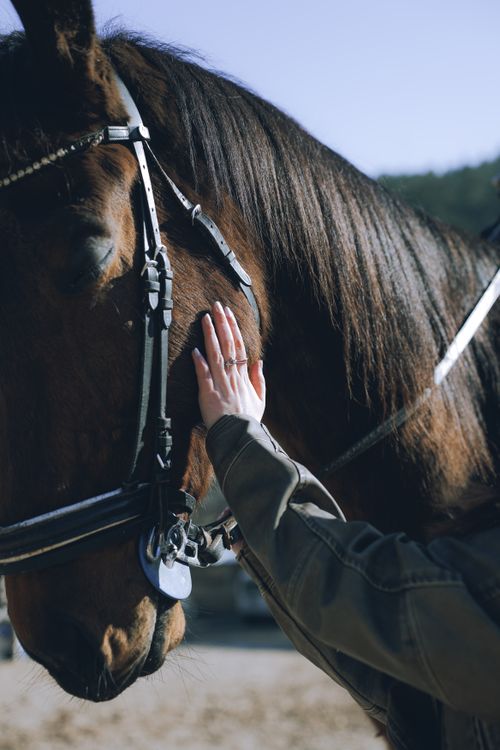 Free A person gently touches a brown horse outdoors, emphasizing connection and calmness. Stock Photo