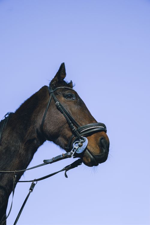 Free Close-up view of a brown horse with bridle set against a clear blue sky. Stock Photo