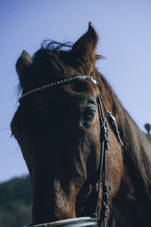 Free Detailed close-up of a brown horse in natural light, showcasing its features. Stock Photo