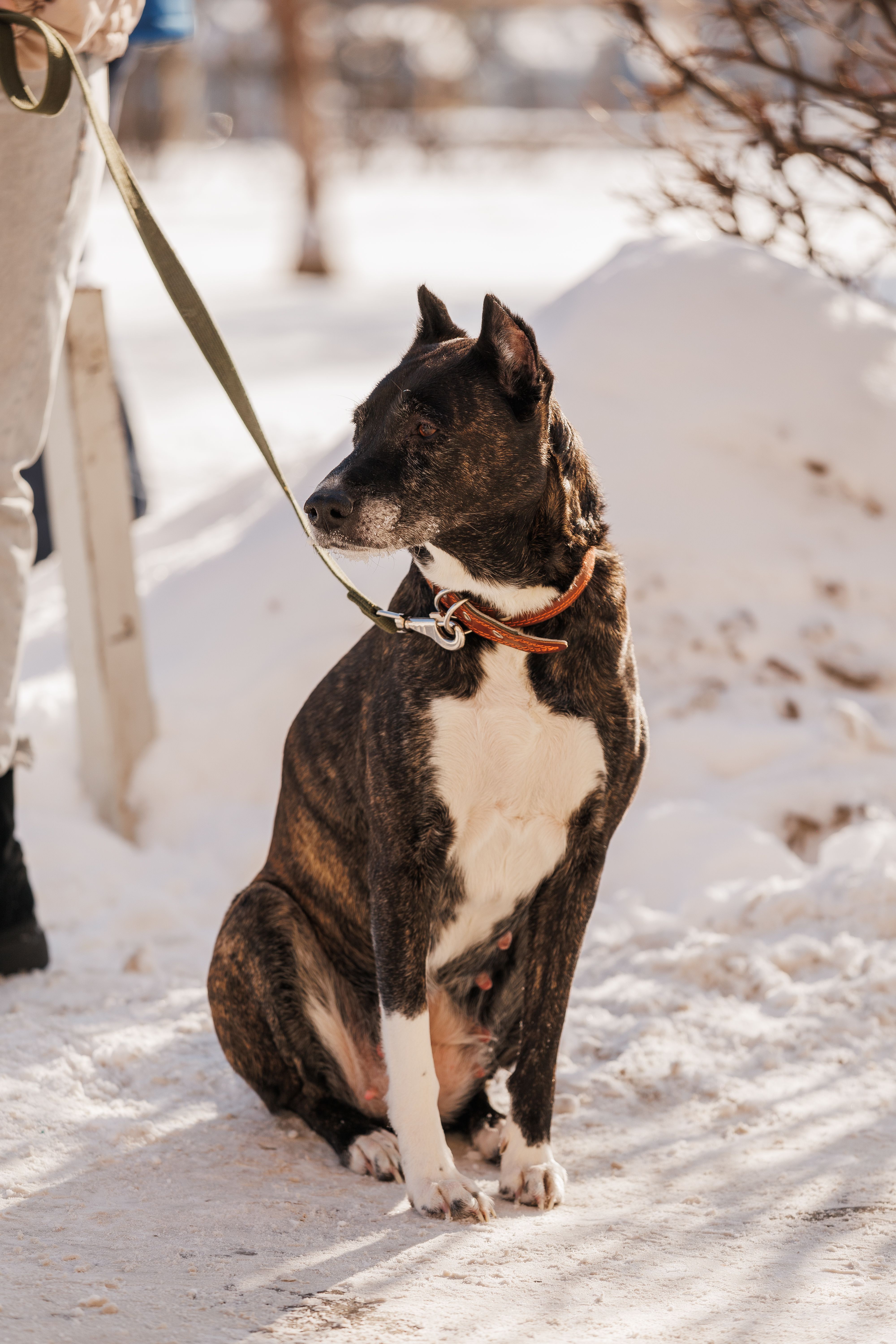 Brindle dog sitting in a snowy park on a leash during a winter walk.