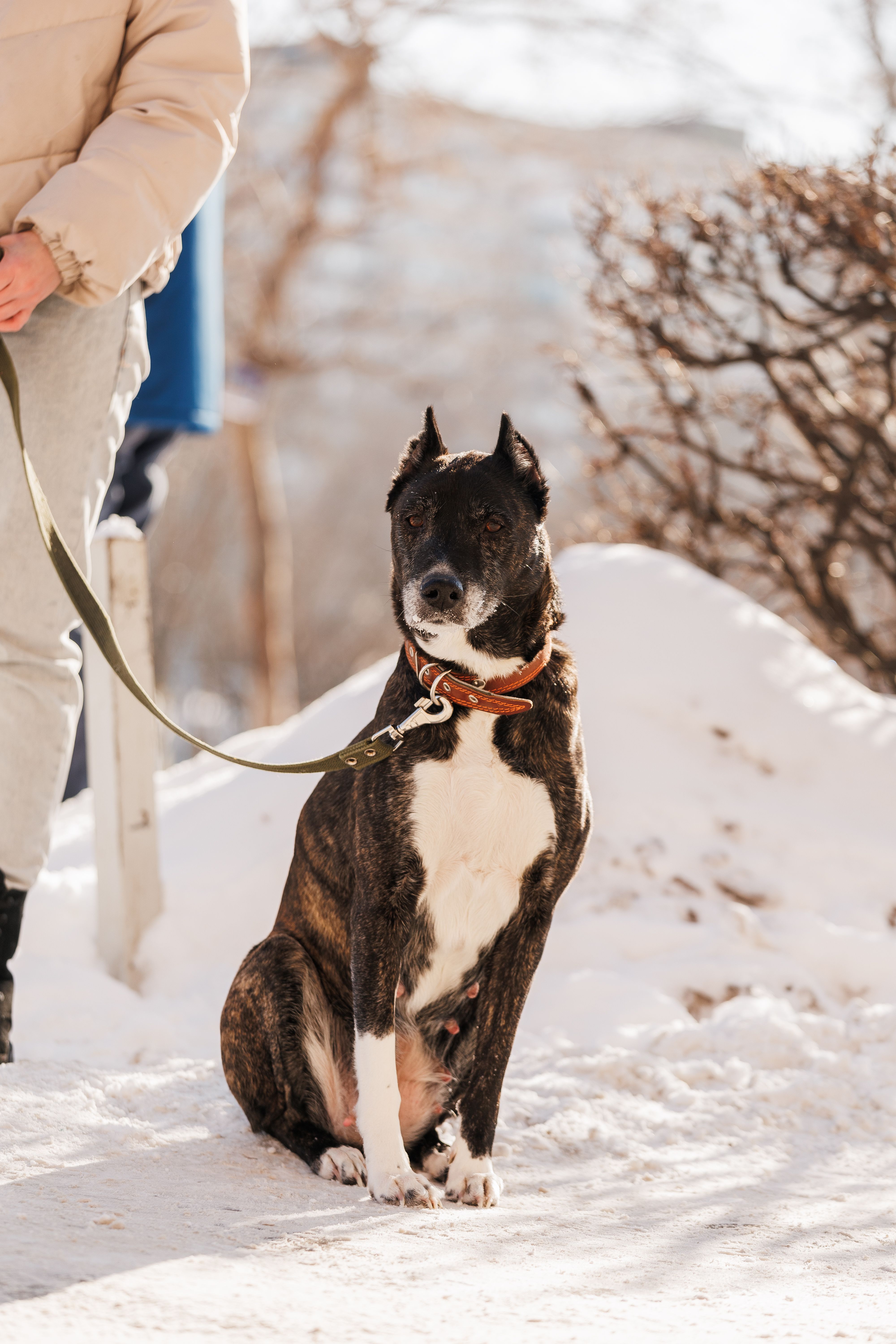 A dog sits attentively on a leash in a snowy outdoor setting with a person nearby.