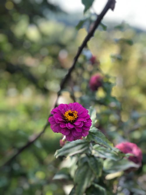 Free Close-up of a pink zinnia flower with blurred green background in daylight, showcasing natural beauty. Stock Photo