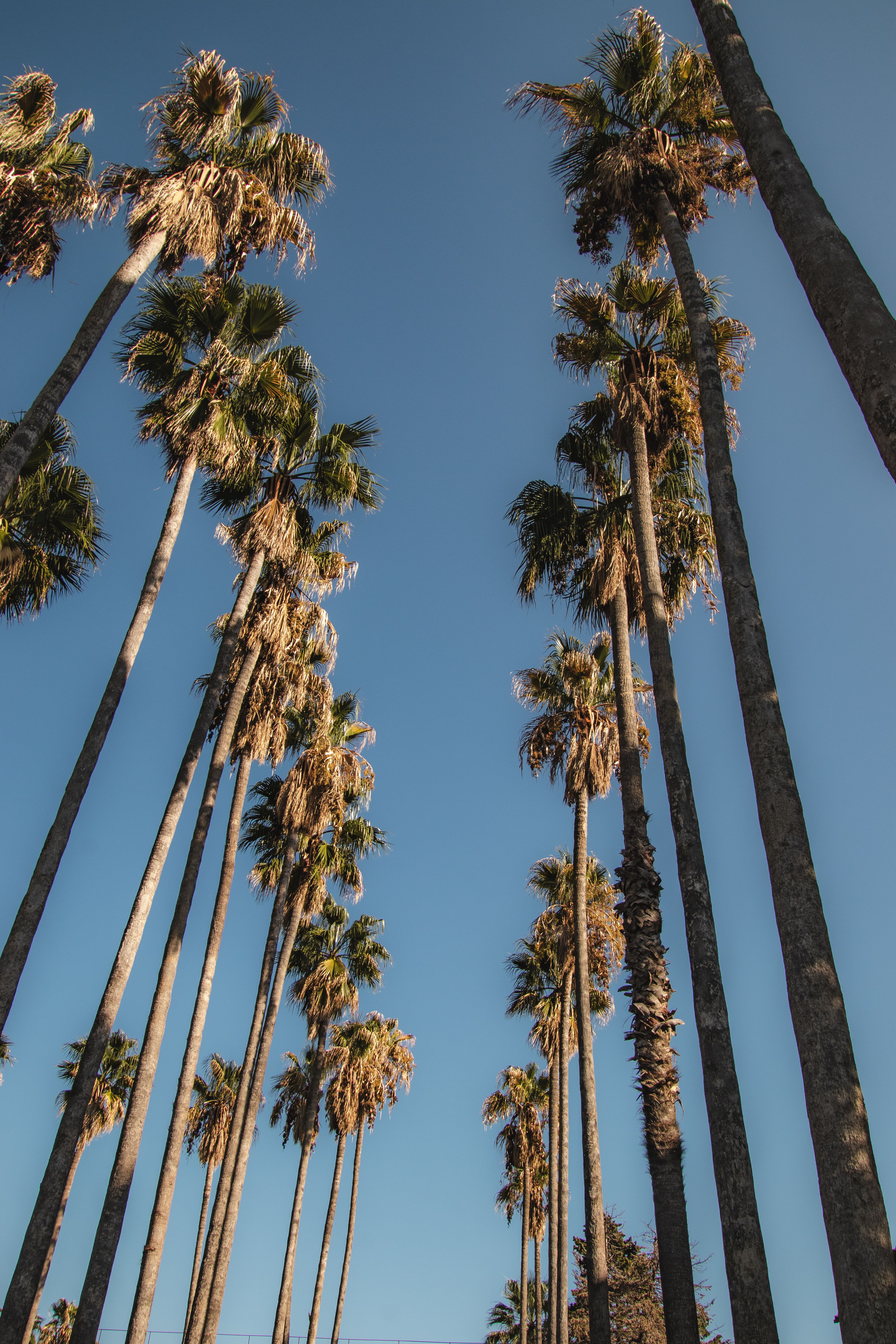 Tall Palm Trees Against Clear Blue Sky · Free Stock Photo