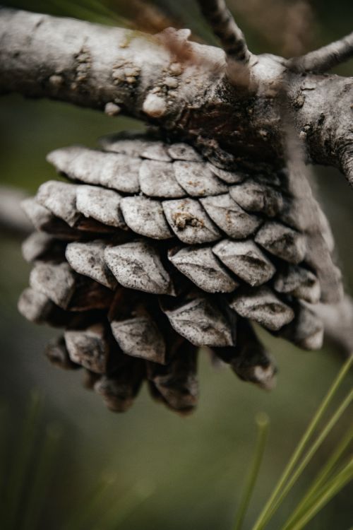 Free Detailed view of a pine cone hanging on a tree branch in Dubrovnik-Neretva County, Croatia. Stock Photo